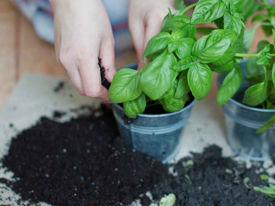 Sterilize Potting Soil