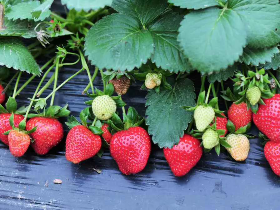 Strawberry in Raised Beds