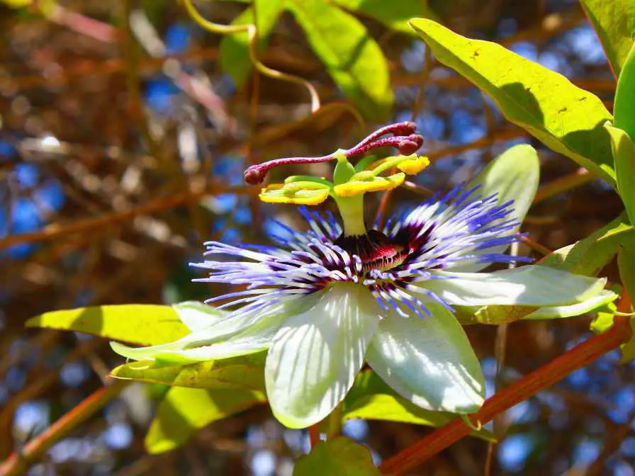 Tropical Vines Passionflower