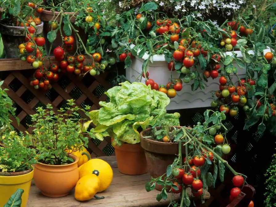 Vegetables Growing in Shade