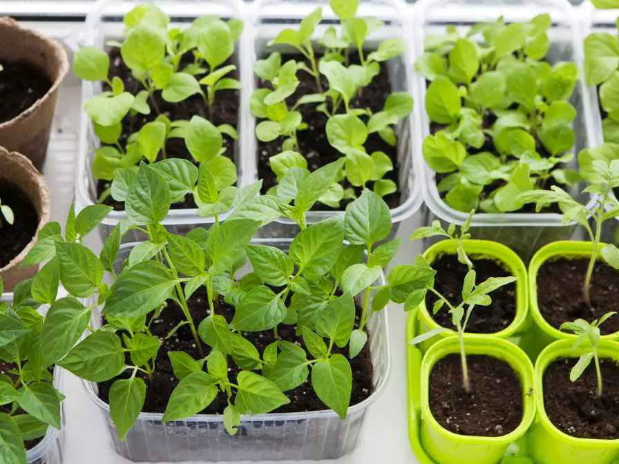 Vegetables In Container Gardens