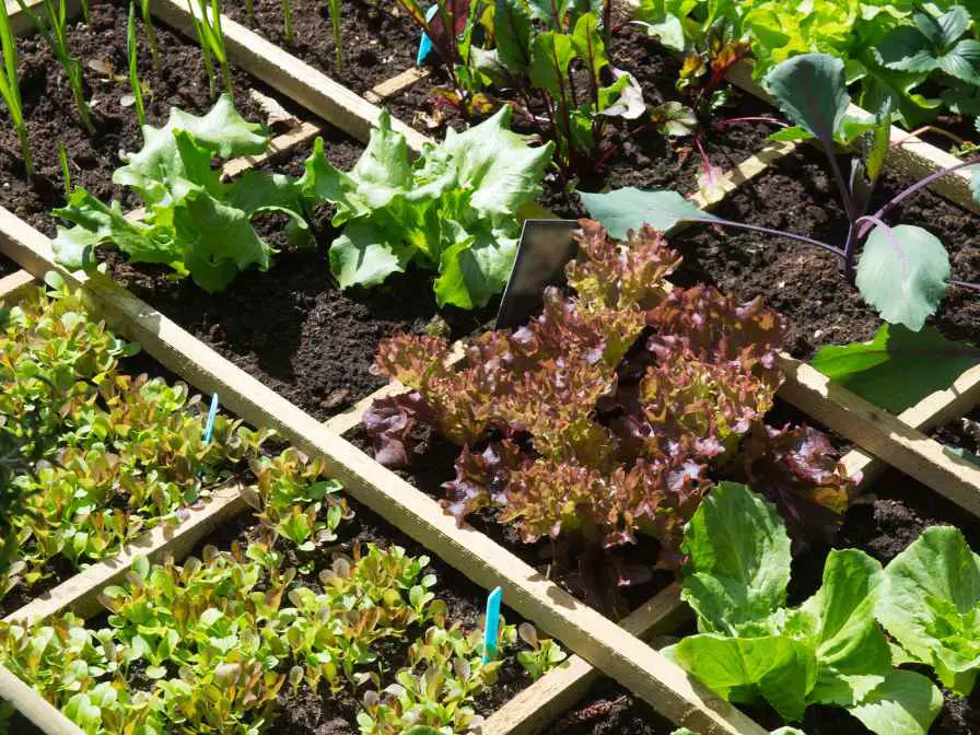 Vegetables That Thrive In Container Gardens