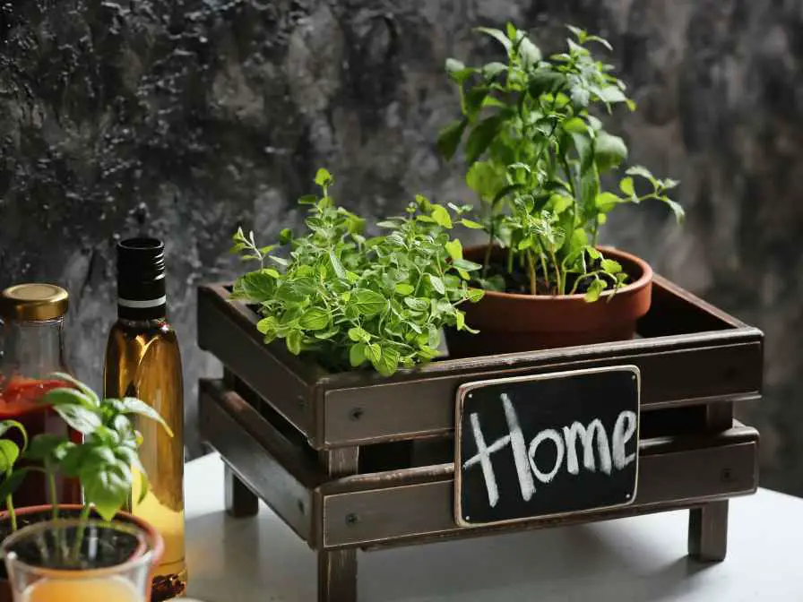 Vegetables that Grow in Shade