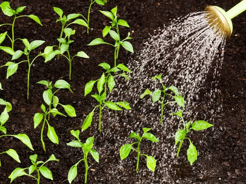 Watering young plants in dark soil
