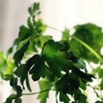 cilantro plant care