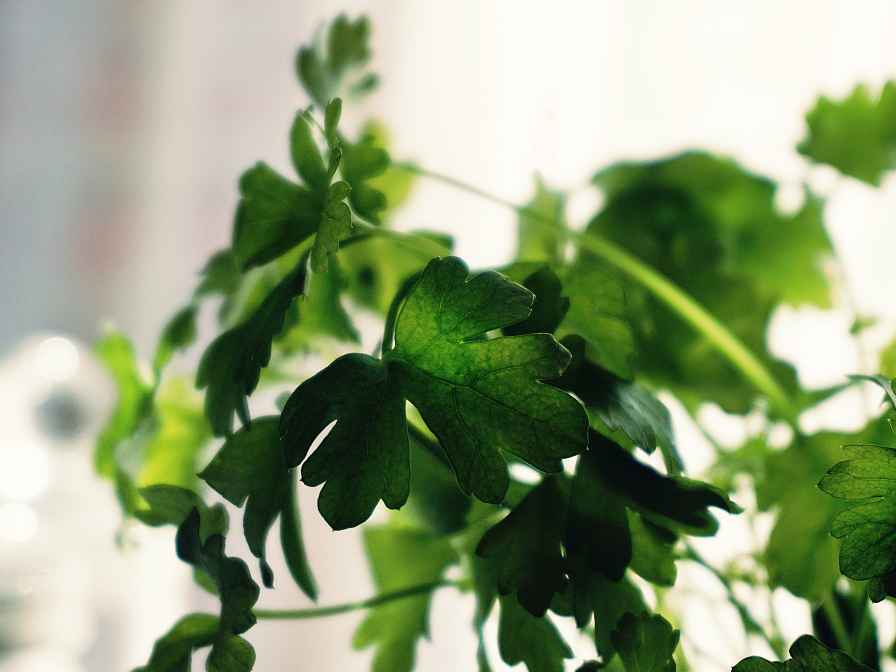 cilantro plant care