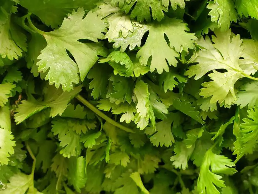 cilantro plant