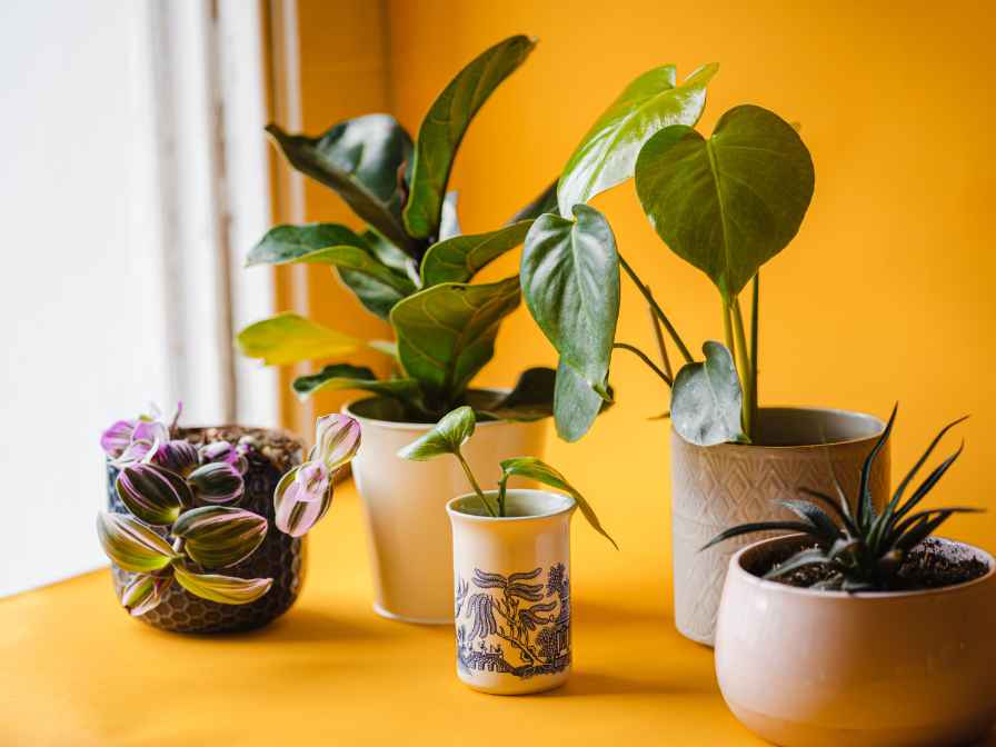 easy growing indoor plant