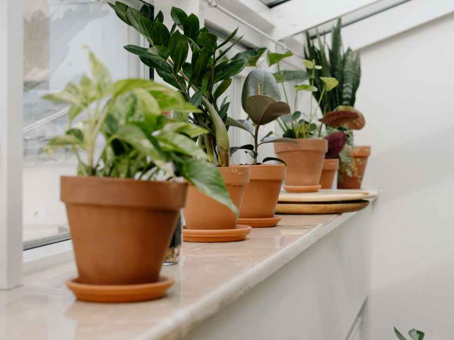 easy growing indoor plants