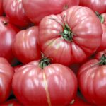 german pink tomato