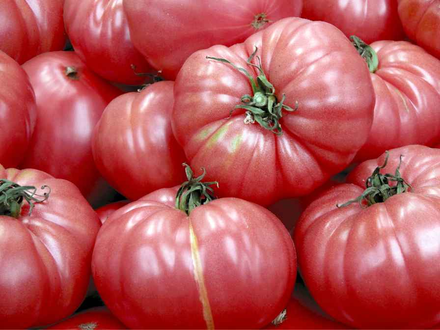 german pink tomato