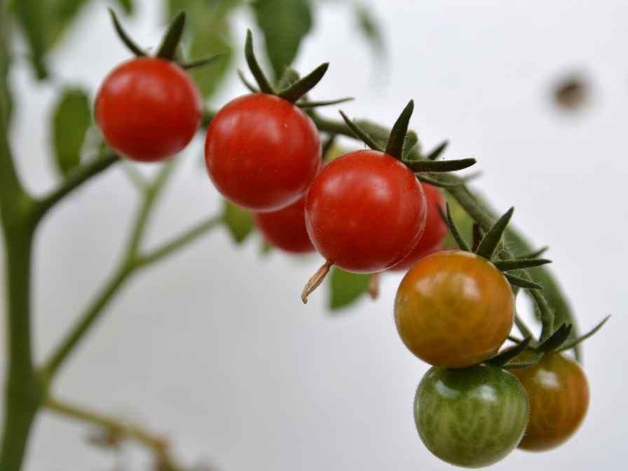growing cherry tomato plant