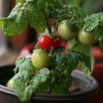 growing cherry tomatoes