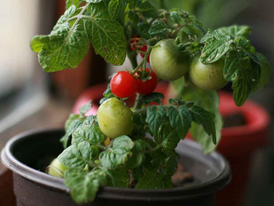 growing cherry tomatoes