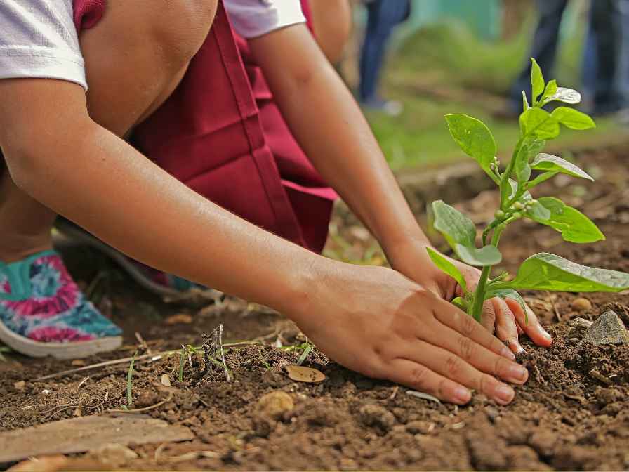 how to Start Organic Gardening For Beginners