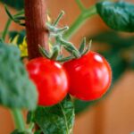 how to make tomato plant grow fast