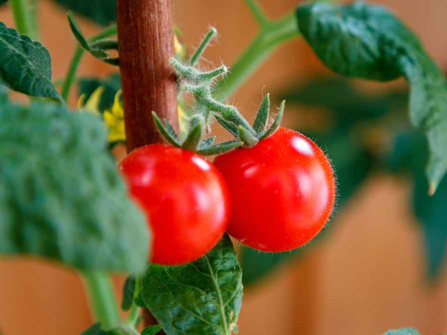 how to make tomato plant grow fast