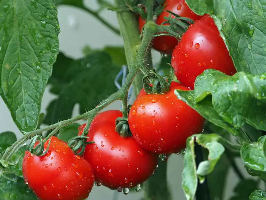 make tomato plant grow fast