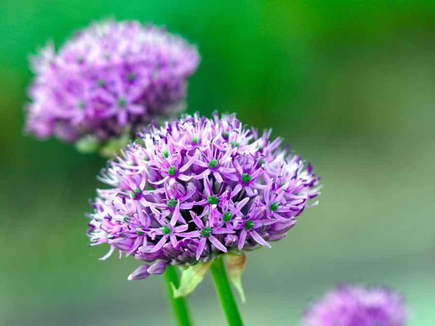 may flowering plant allium