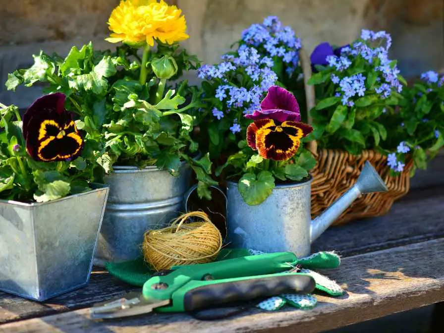 may flowering plants