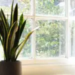 How to Revive Snake Plant