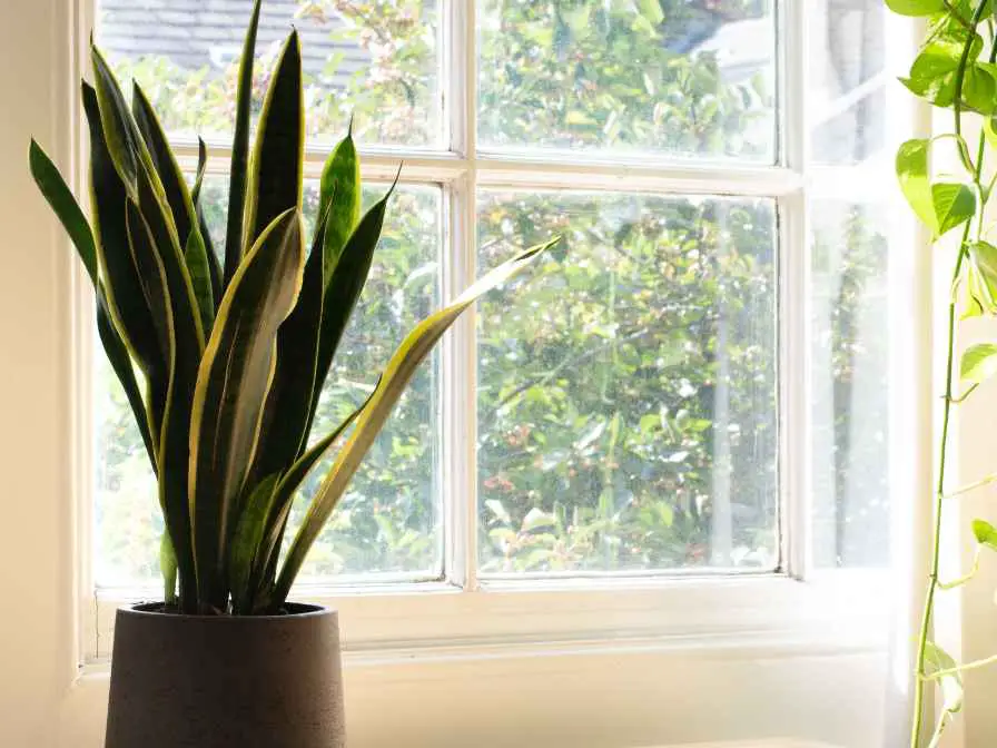 How to Revive Snake Plant