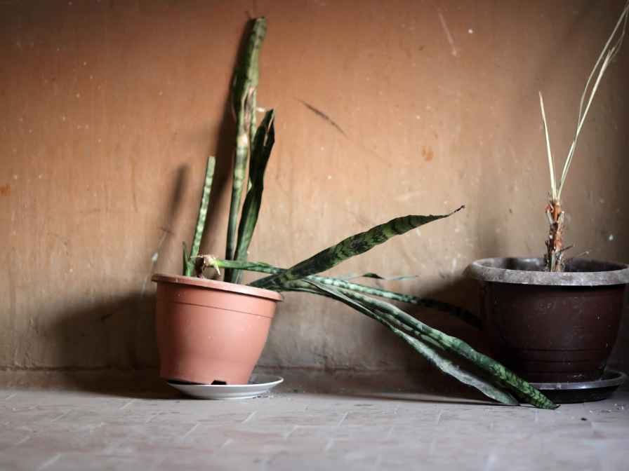 dying snake plant