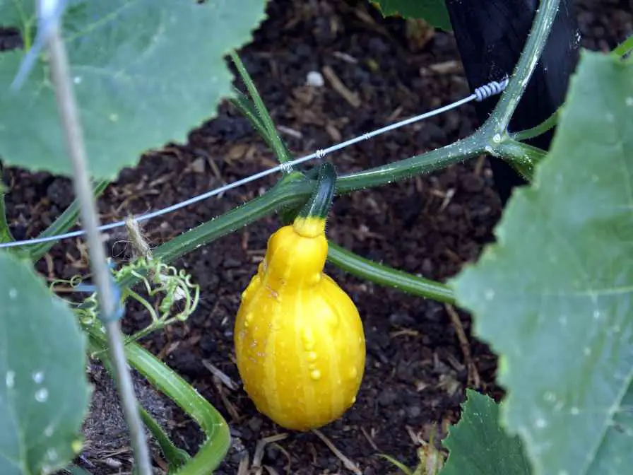 squash plant