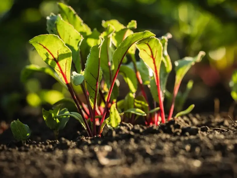 Beet root plant in garden