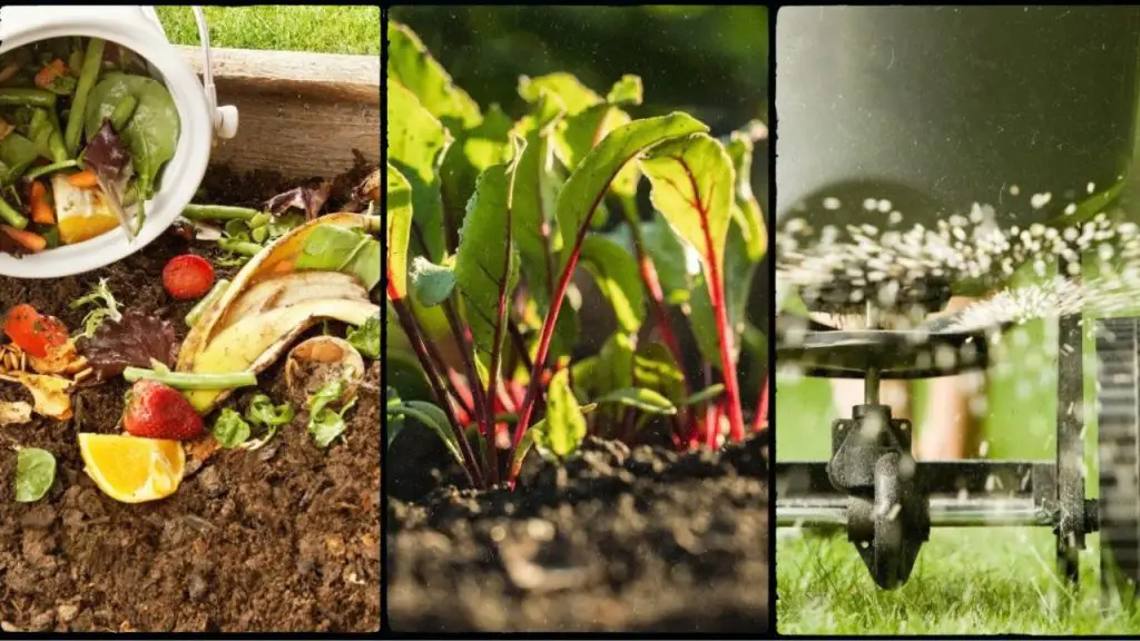 Best Soil for Growing Beets in Containers
