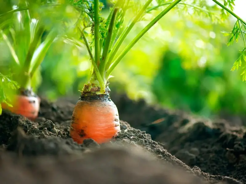 Carrots help loosen the soil and strengthen it
