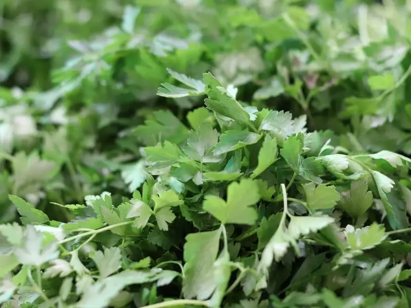cilantro is a wonderful herb that may be harvested for use in cooking