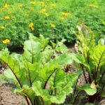 Companion Plants For Beetroot