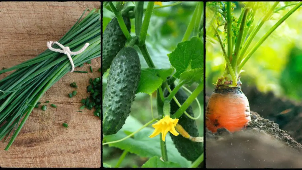 Companion Plants for Cucumber