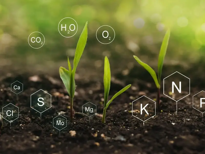the nutritional requirements of both the peppers and the plants