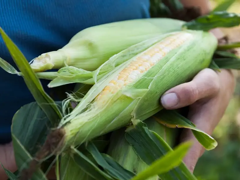 Corn in the hand of a farmer