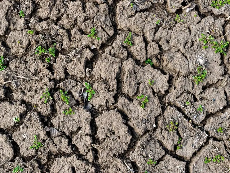 Cracked clay soil showing characteristic drought stress pattern