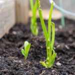 Garlic From Cloves