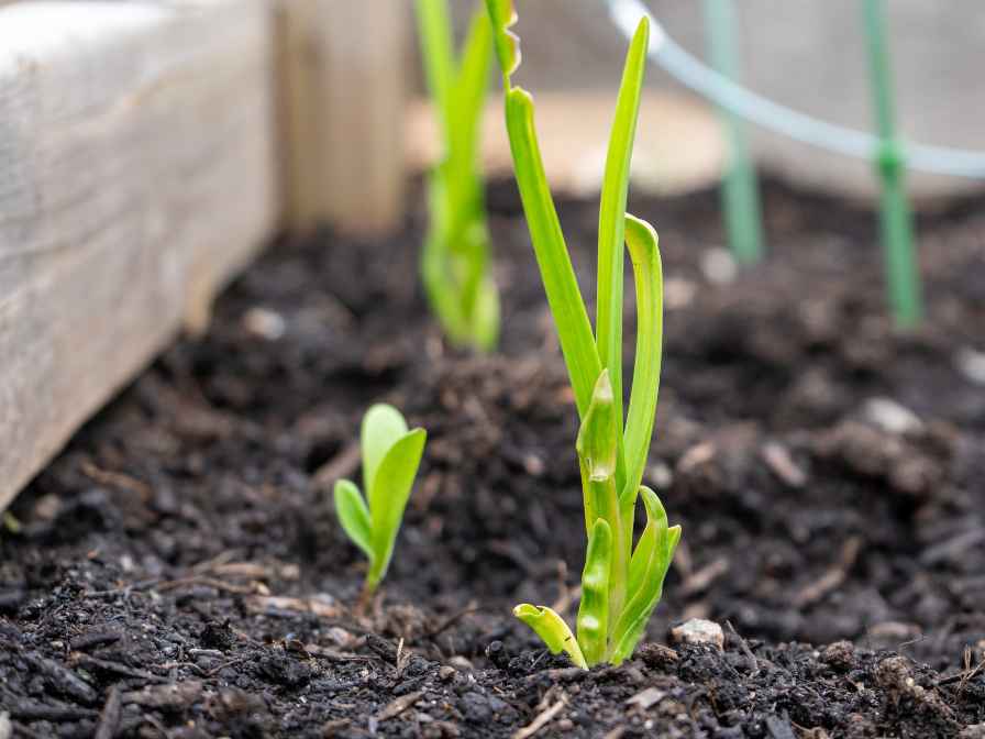 Garlic From Cloves