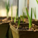 Grow Onion In Container