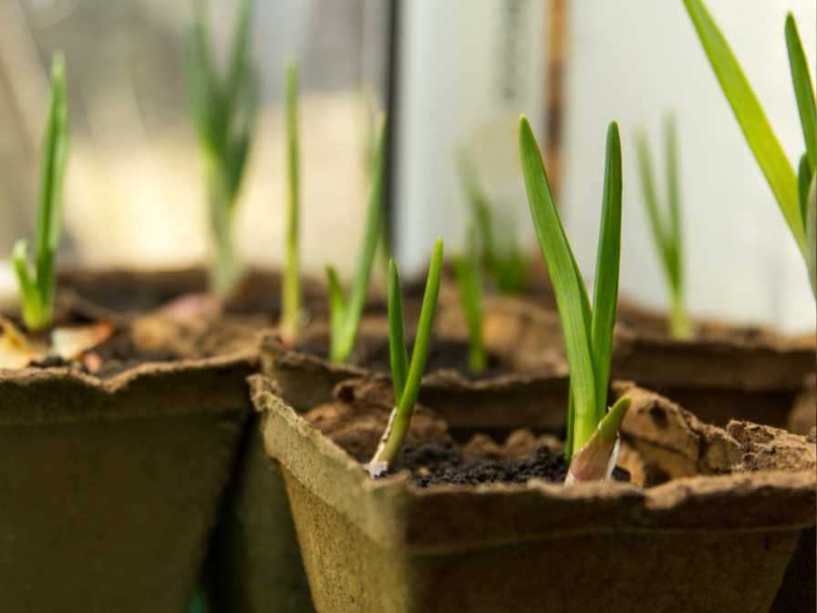 Grow Onion In Container