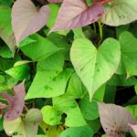 How to Grow Sweet Potato Vines