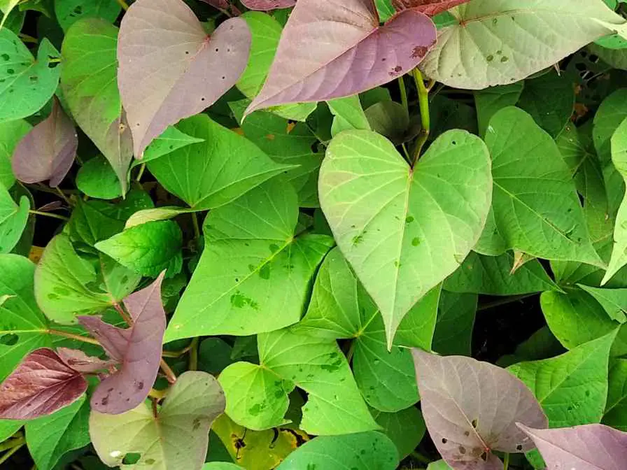 How to Grow Sweet Potato Vines