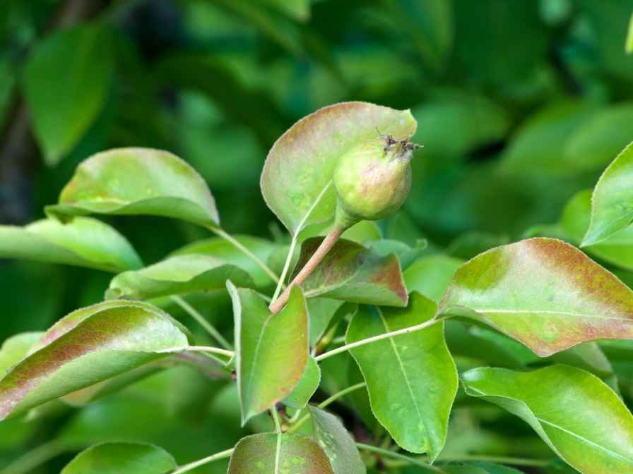 How to Plant Pear Seeds