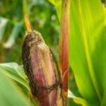 How to Save a Dying Corn Plant