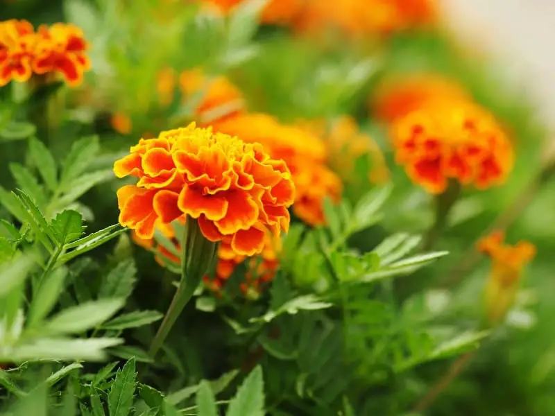 Marigolds have a strong scent that keeps cucumber beetles