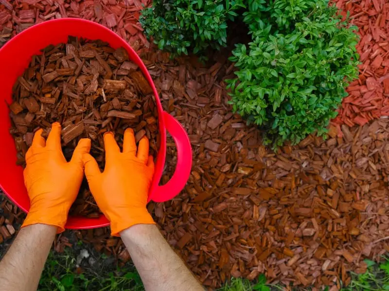 green mulch around plants, such as grass clippings or chopped leaves