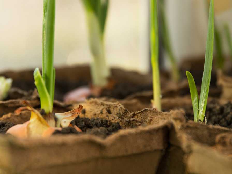 Onion In Container