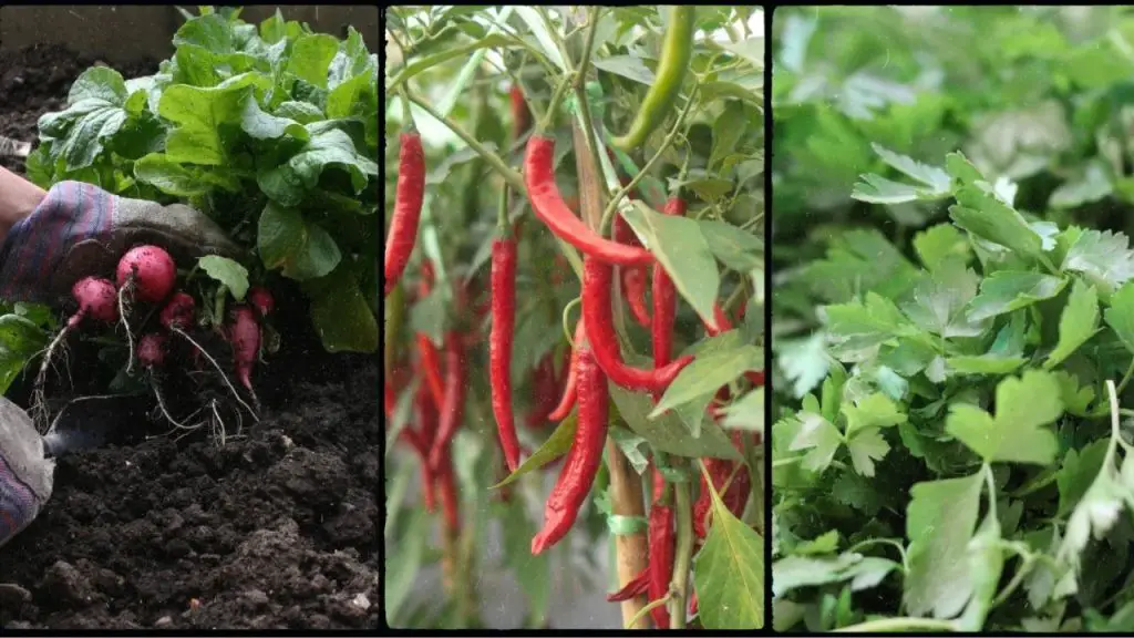 Pepper Companion Plants