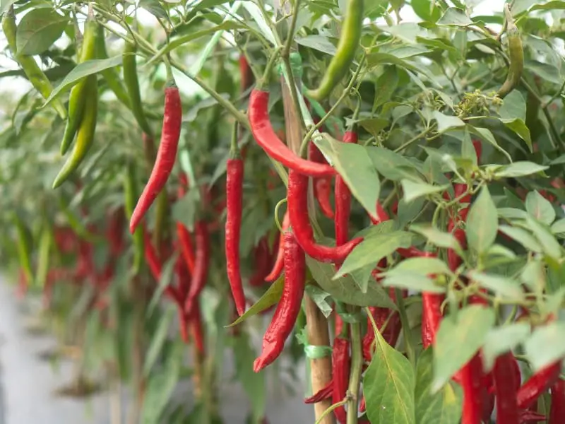 Pepper plant in Garden